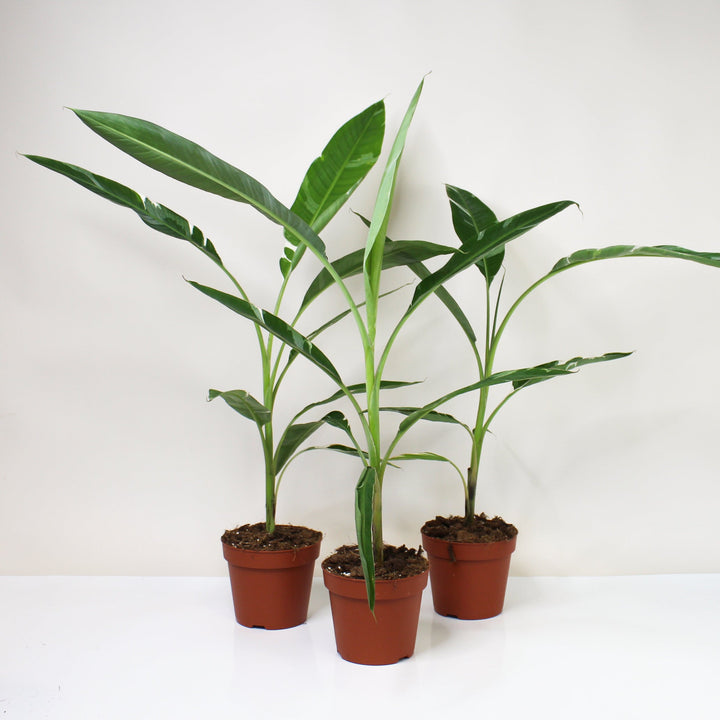 Musa Variegata (Bananenpflanze) Foliage Dreams