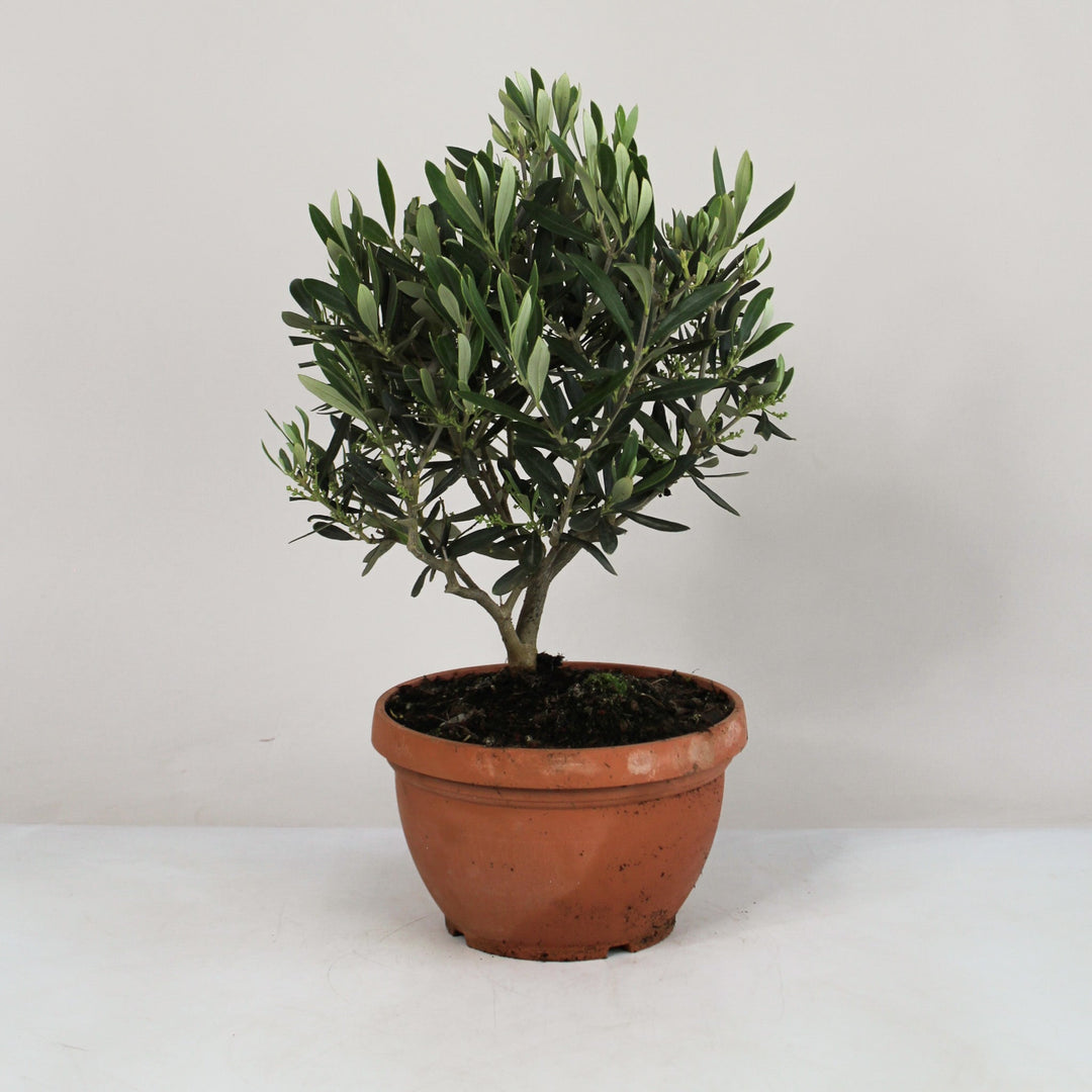 Olea europaea - klein Foliage Dreams