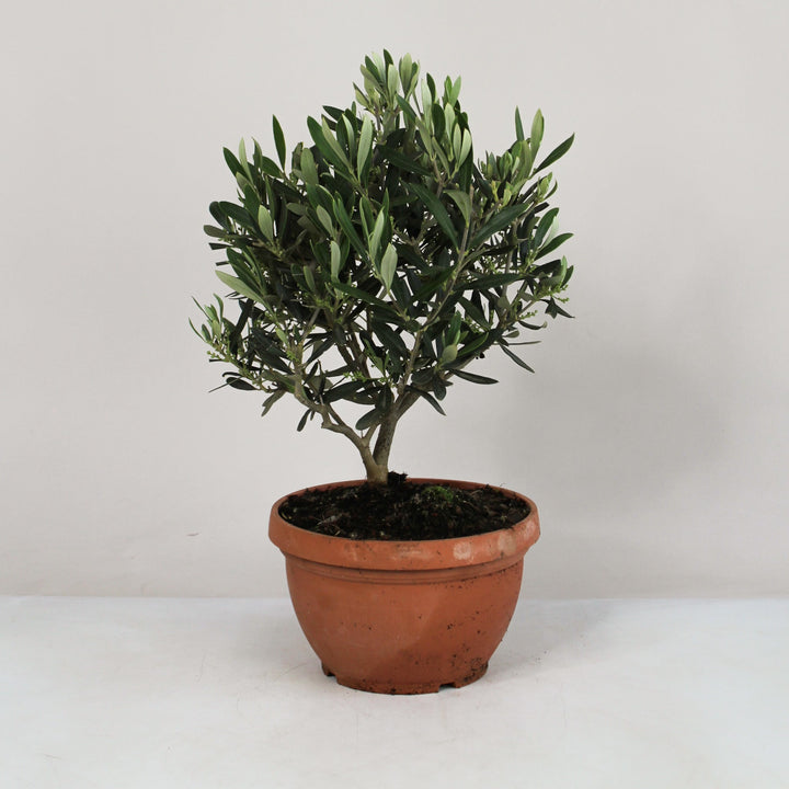 Olea europaea - klein Foliage Dreams