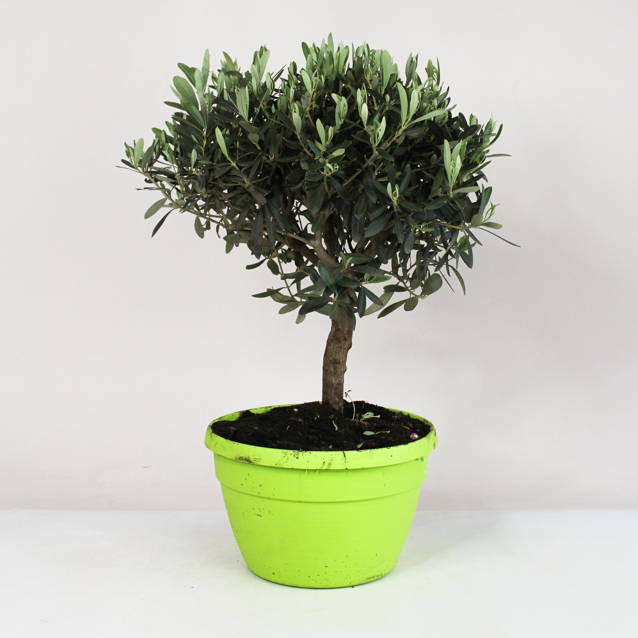 blumenerde für olivenbaum Olivenbaum Ø:22 H:100 cm - Pflanzen online kaufen main image 1