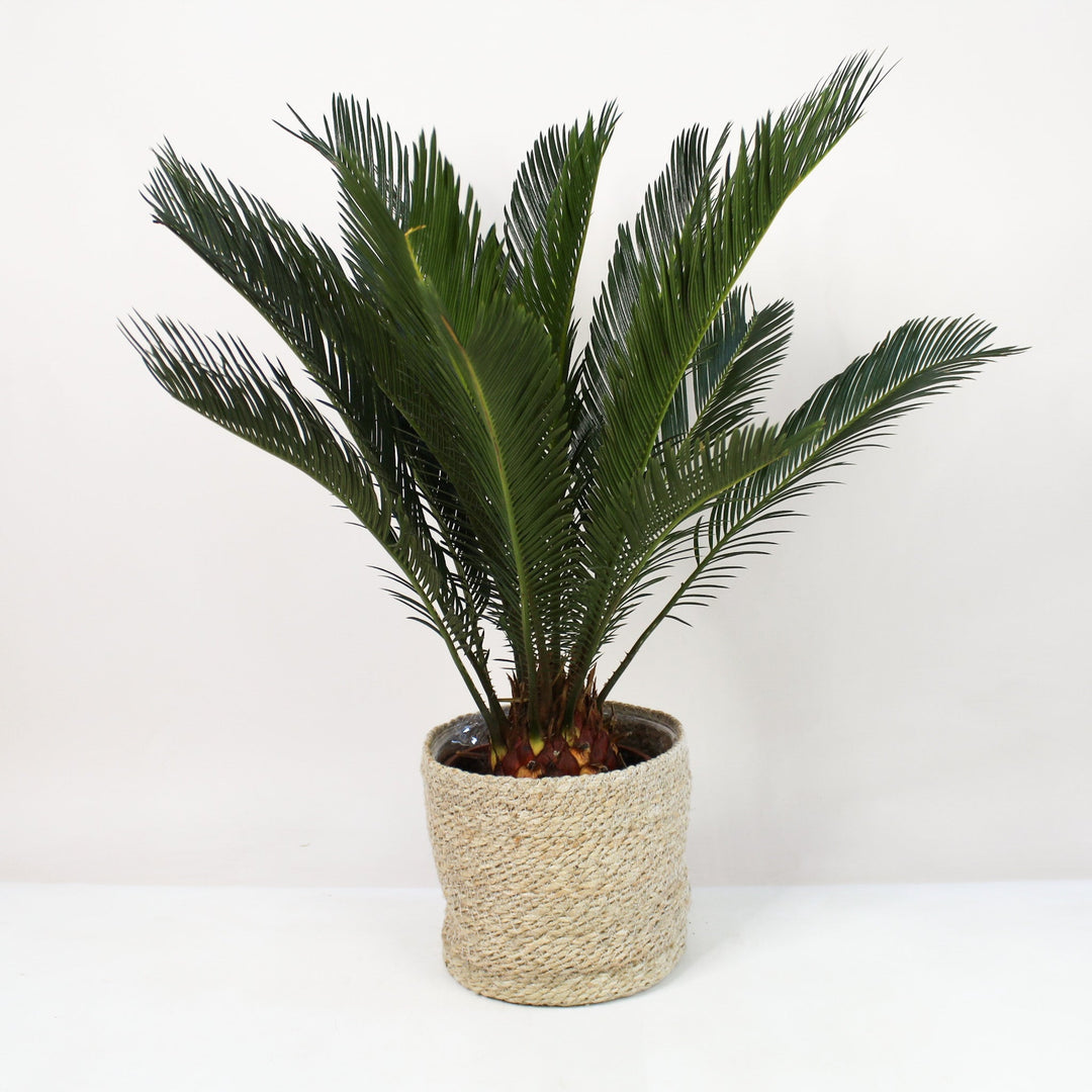 Palme Foliage Dreams