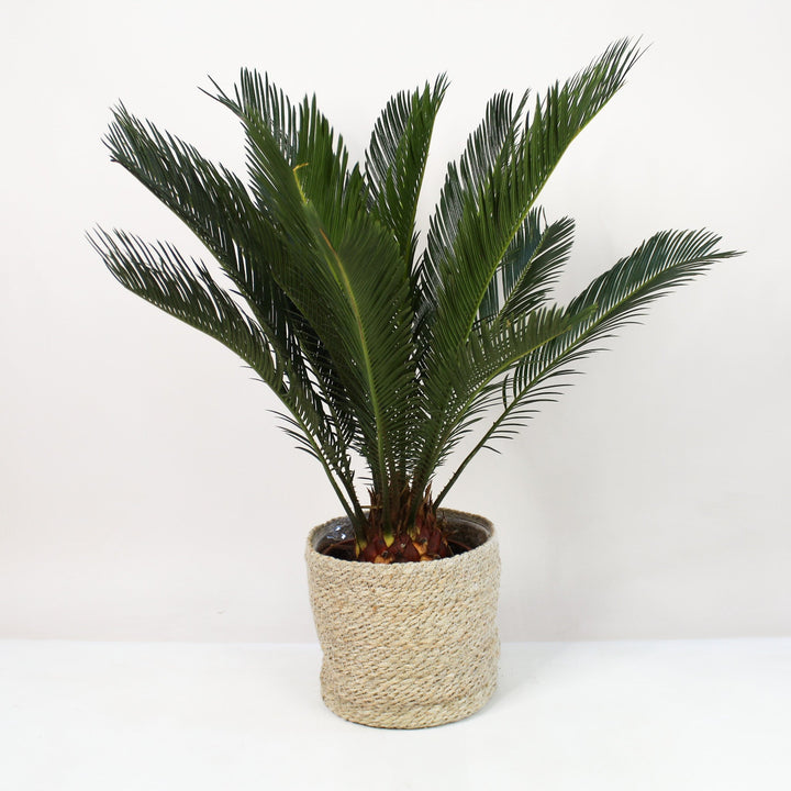 Palme Foliage Dreams