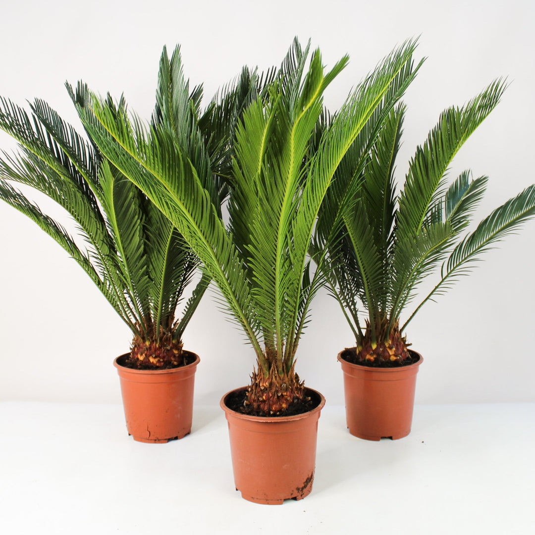 Palme Foliage Dreams