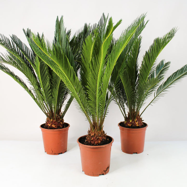 Palme Foliage Dreams