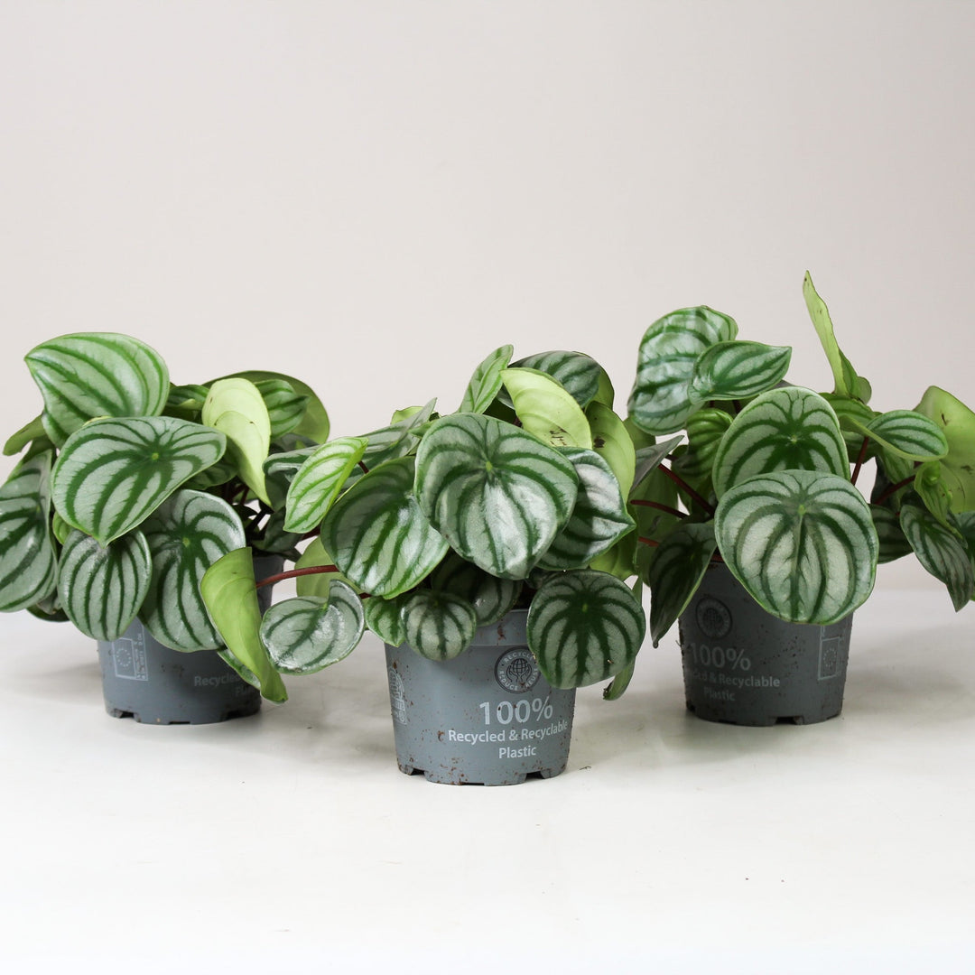 Peperomia Argyreia 'Watermelon' Foliage Dreams
