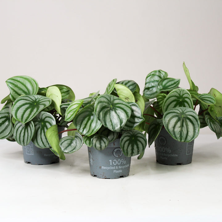 Peperomia Argyreia 'Watermelon' Foliage Dreams
