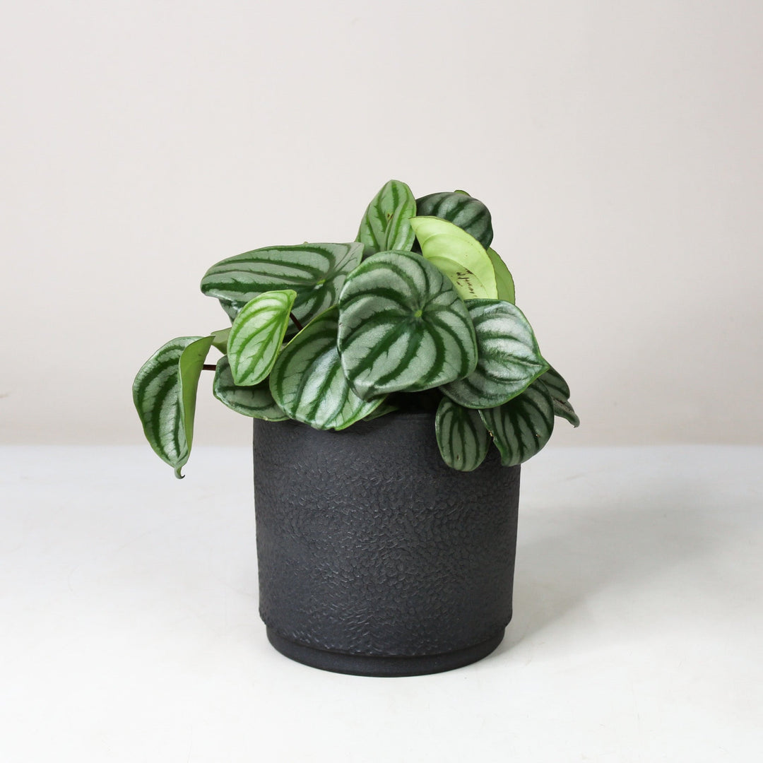 Peperomia Argyreia 'Watermelon' M Foliage Dreams