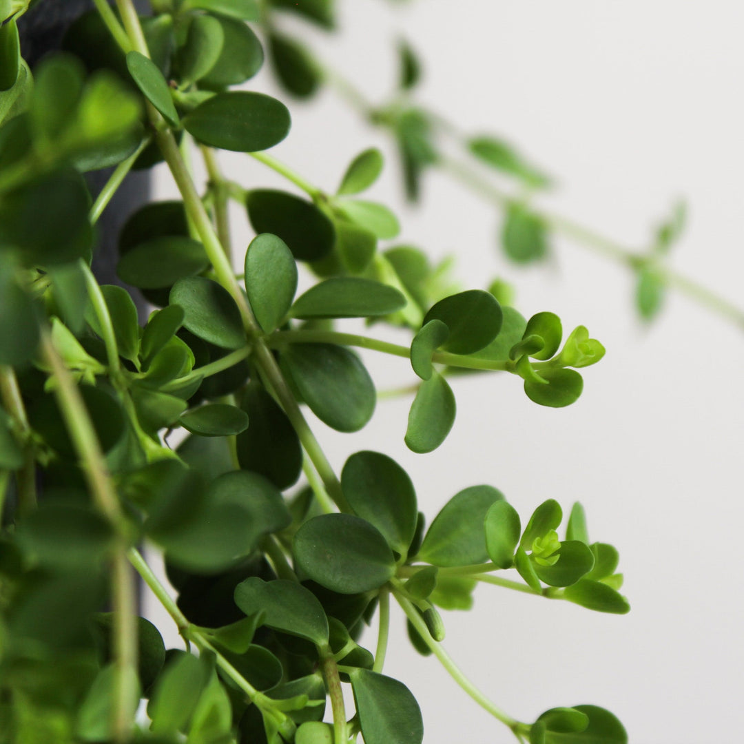Peperomia Isabelle Foliage Dreams