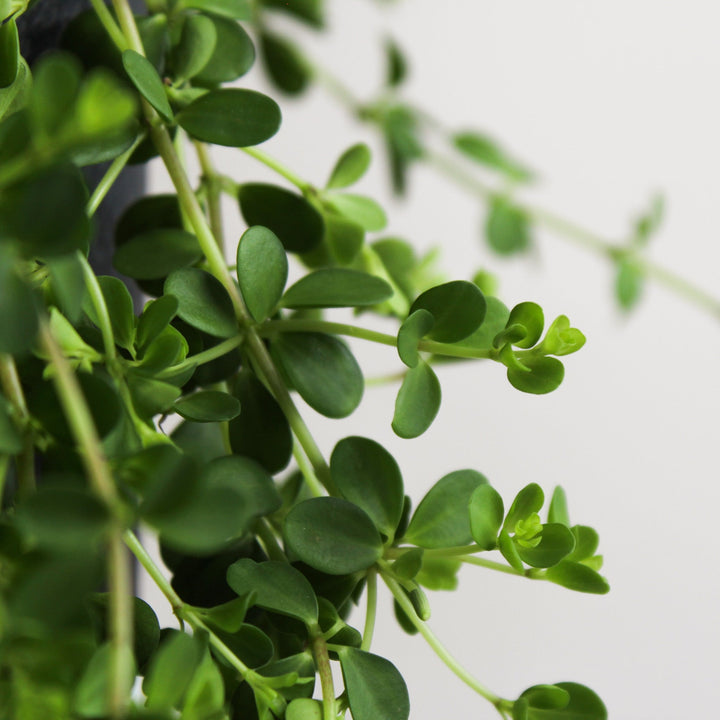 Peperomia Isabelle Foliage Dreams