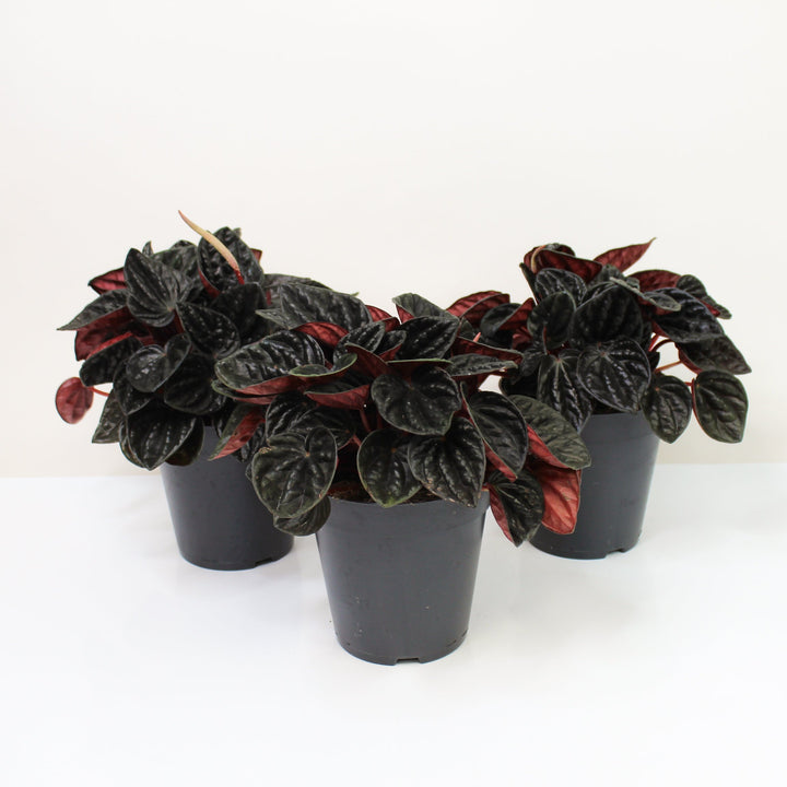 Peperomia Rojo Gonga Foliage Dreams