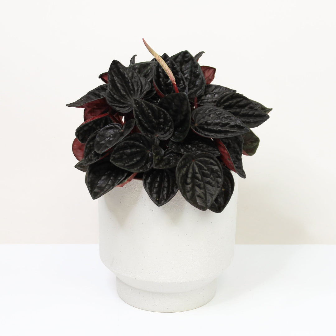 Peperomia Rojo Gonga Foliage Dreams