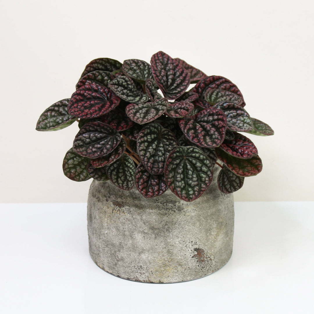 Peperomia SP Foliage Dreams