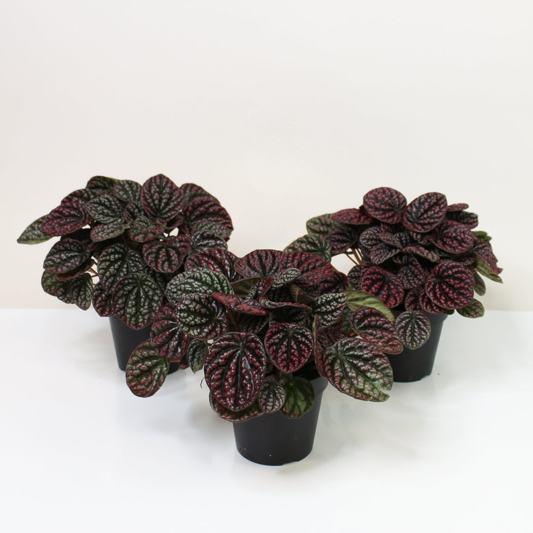 Peperomia SP Foliage Dreams