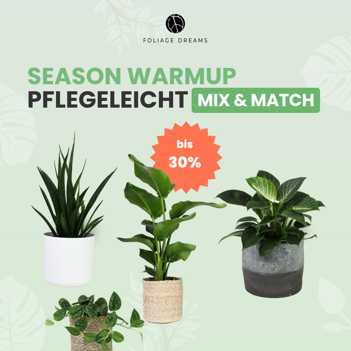 zimmerpflanzen mix Pflegeleichte Pflanzen Mix&Match – Foliage Dreams