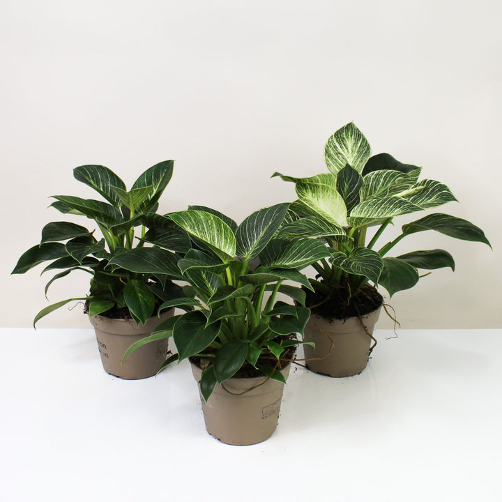 Philodendron Birkin Foliage Dreams