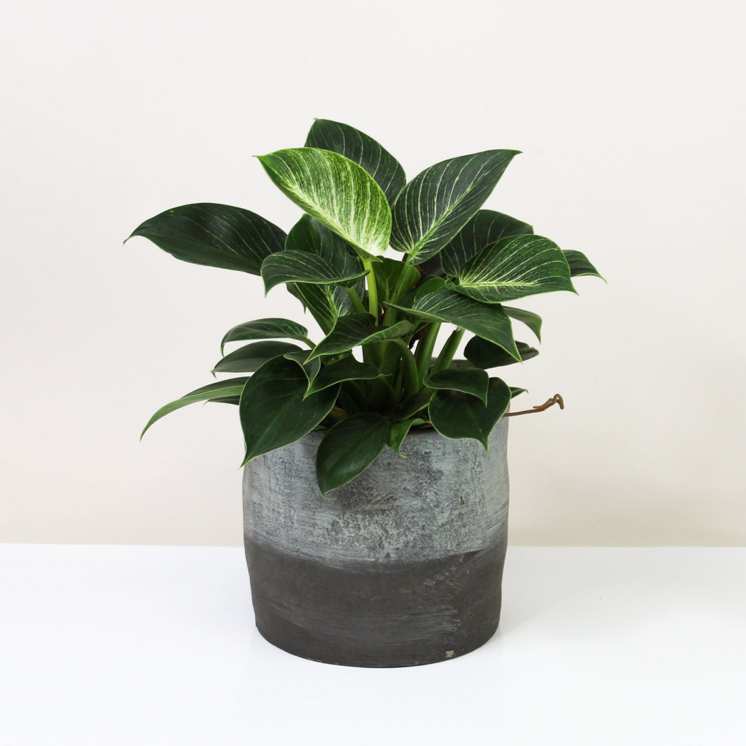 Philodendron Birkin Foliage Dreams