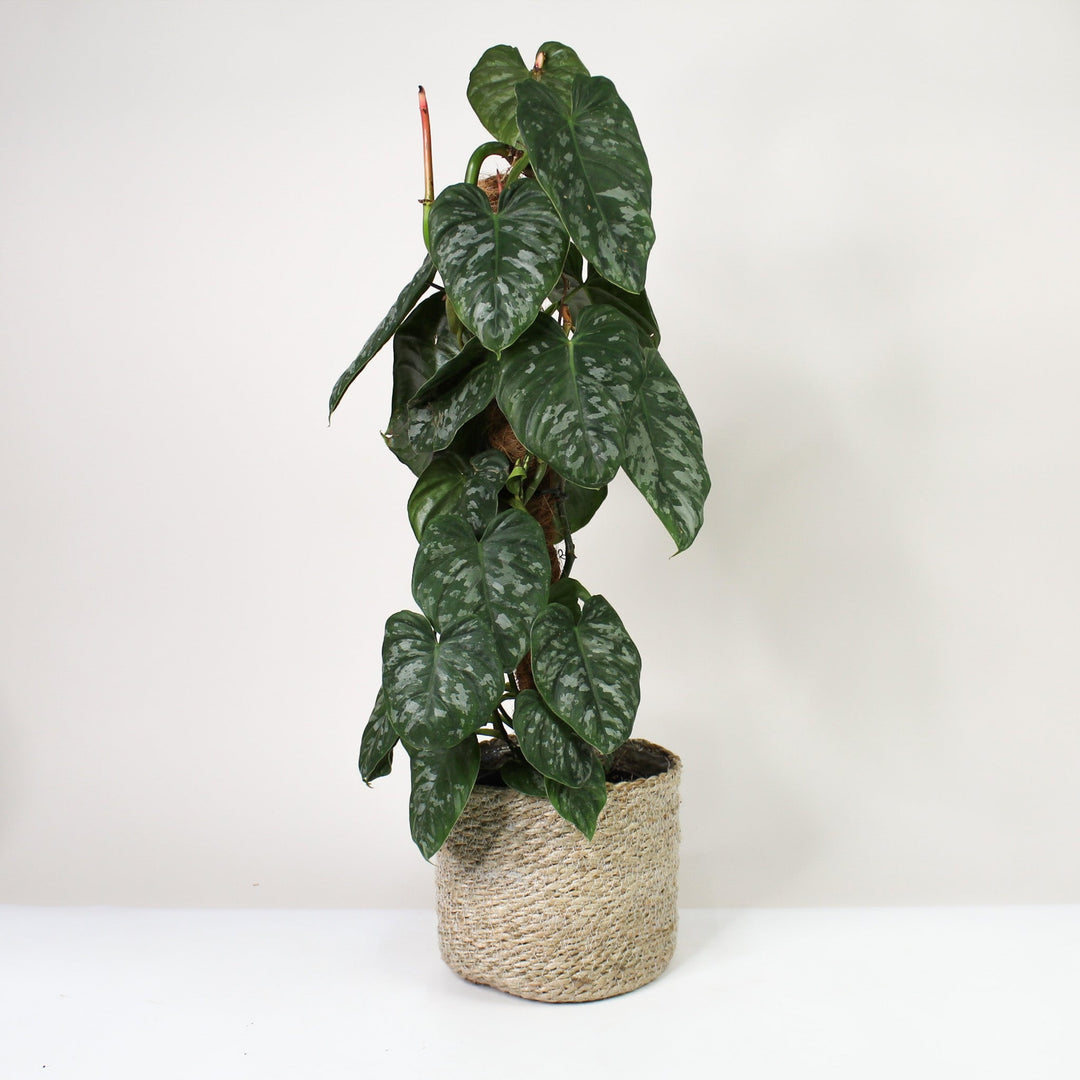 Philodendron Brandtianum Silver Foliage Dreams