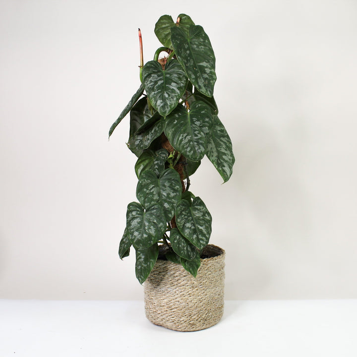 Philodendron Brandtianum Silver Foliage Dreams