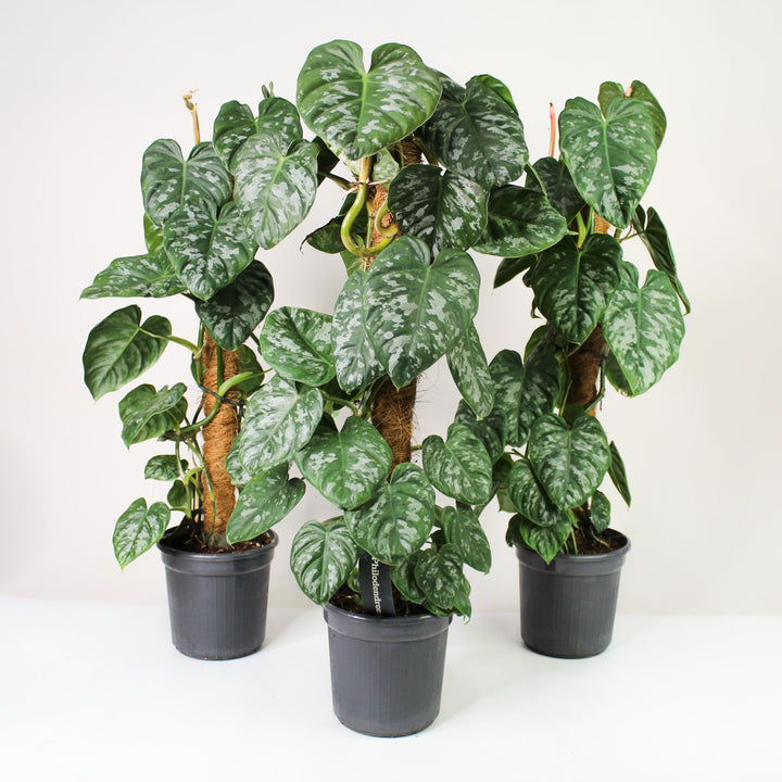 Philodendron Brandtianum Silver Foliage Dreams
