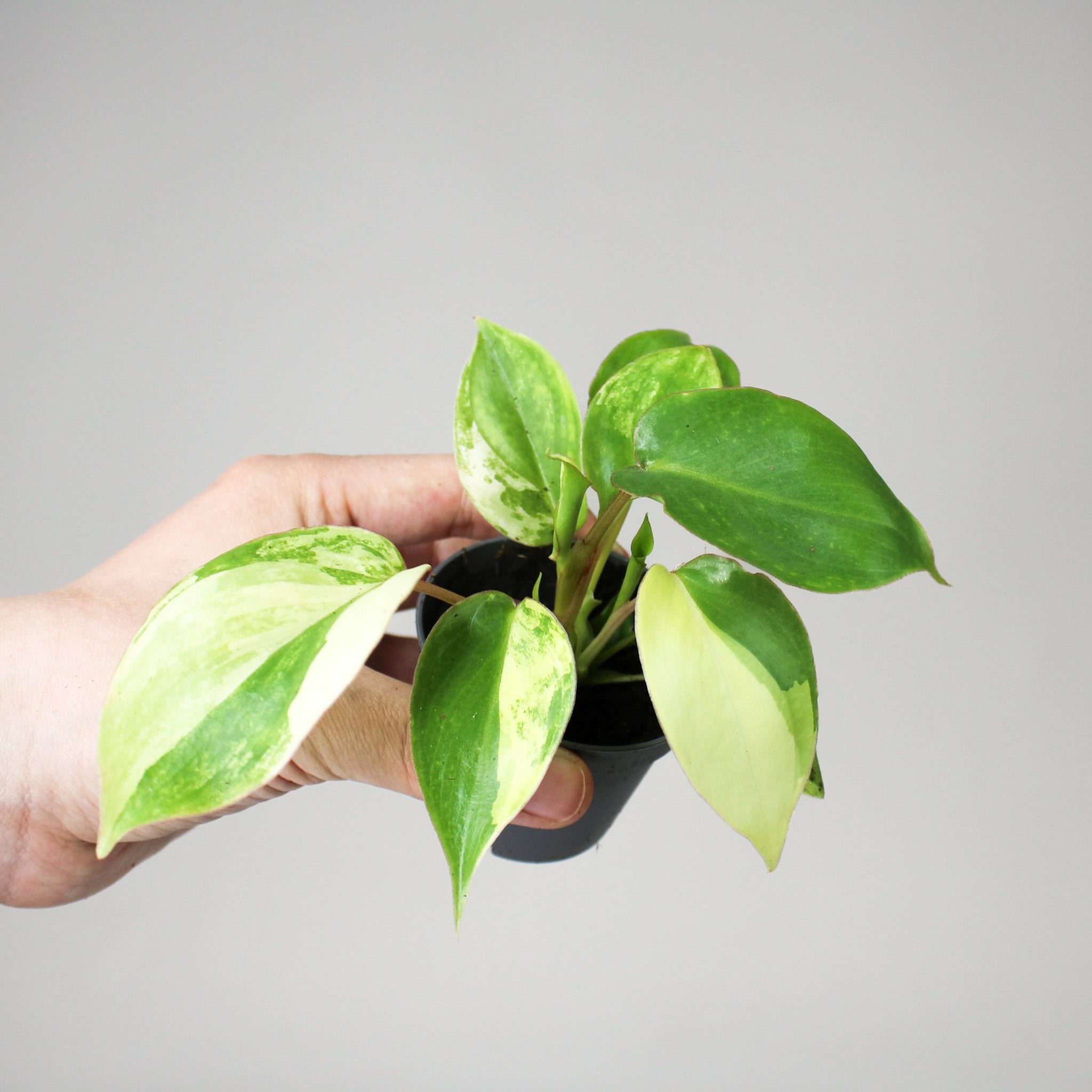 Philodendron Burle Marx Variegata