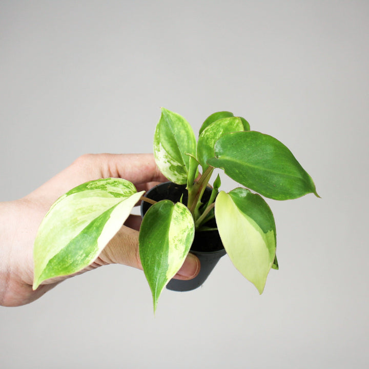 Philodendron Burle Marx Variegata - Babypflanze Foliage Dreams