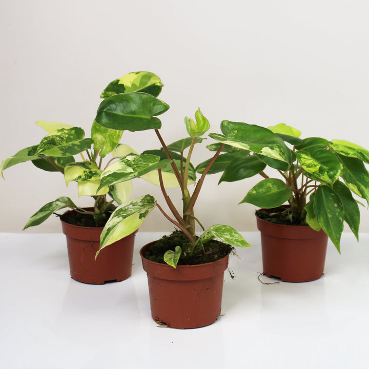 Philodendron Burle Marx Variegata Foliage Dreams