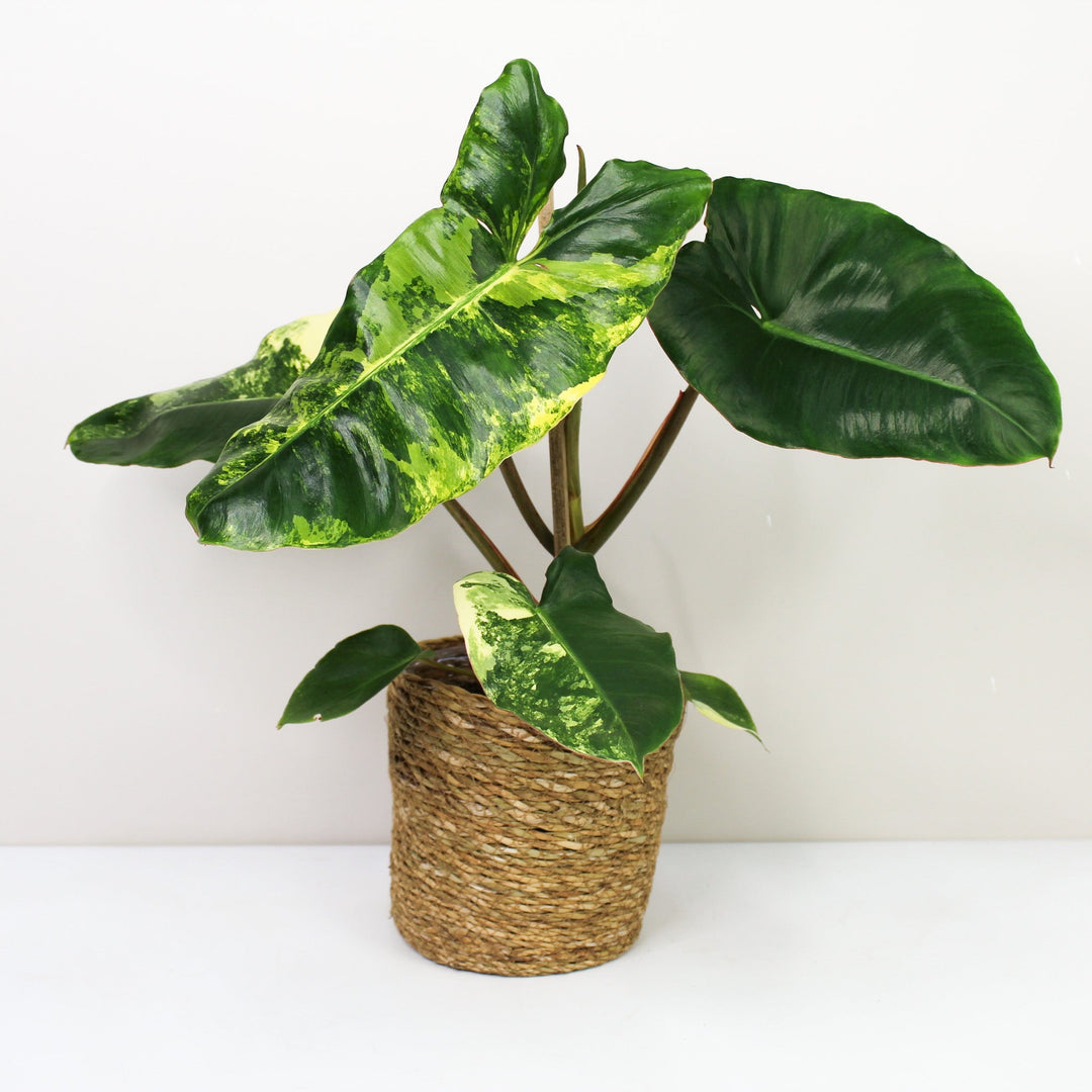 Philodendron Burle Marx Variegata Foliage Dreams