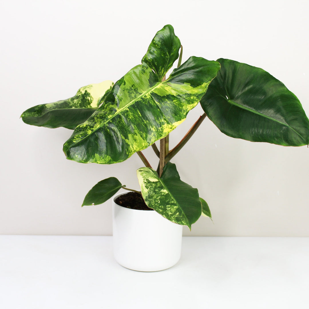 Philodendron Burle Marx Variegata Foliage Dreams