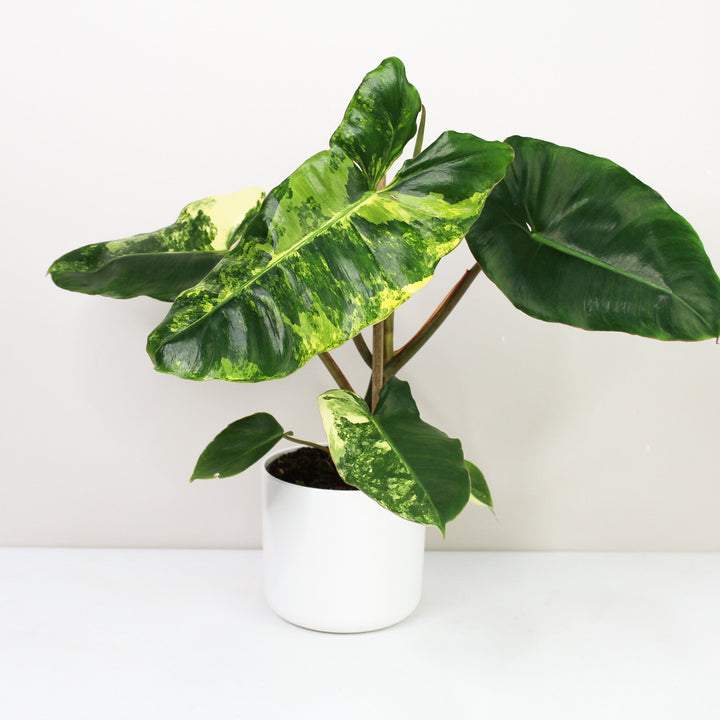 Philodendron Burle Marx Variegata Foliage Dreams