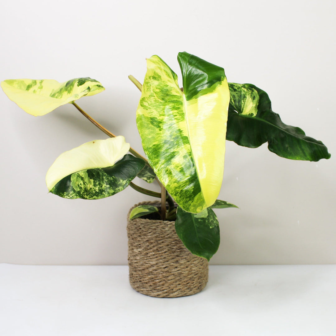 Philodendron Burle Marx Variegata Foliage Dreams