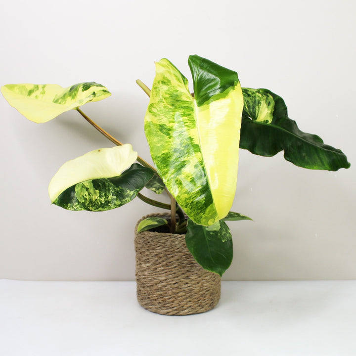 Philodendron Burle Marx Variegata Foliage Dreams