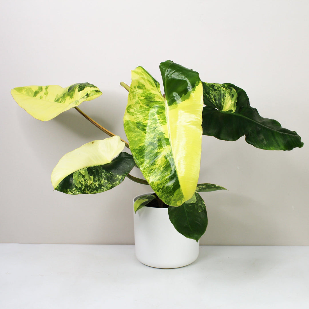 Philodendron Burle Marx Variegata Foliage Dreams