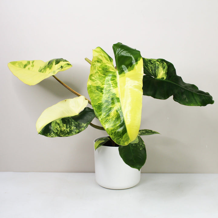 Philodendron Burle Marx Variegata Foliage Dreams