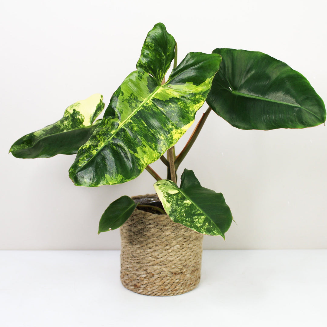 Philodendron Burle Marx Variegata Foliage Dreams
