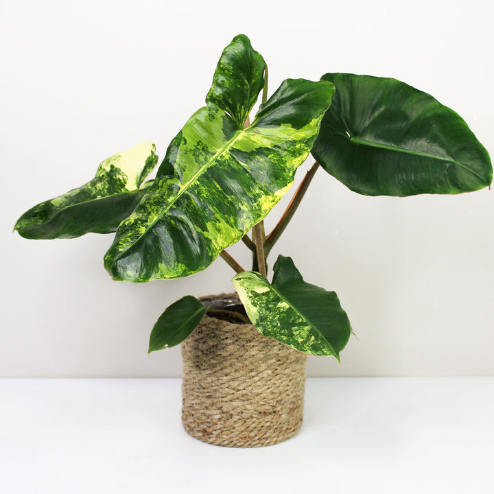 Philodendron Burle Marx Variegata Foliage Dreams