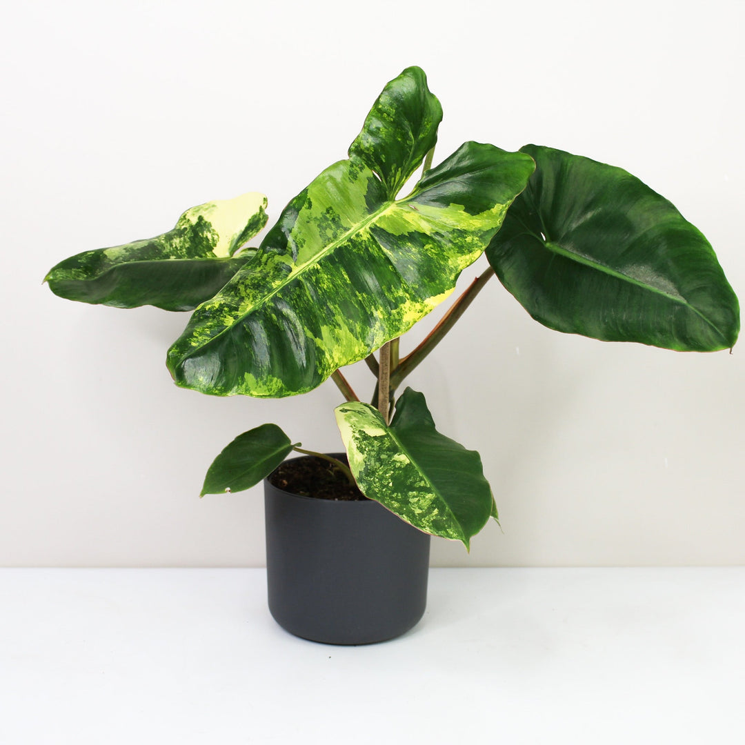 Philodendron Burle Marx Variegata Foliage Dreams