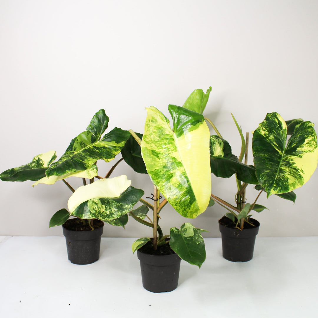 Philodendron Burle Marx Variegata Foliage Dreams