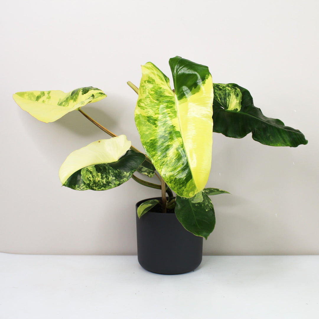 Philodendron Burle Marx Variegata Foliage Dreams