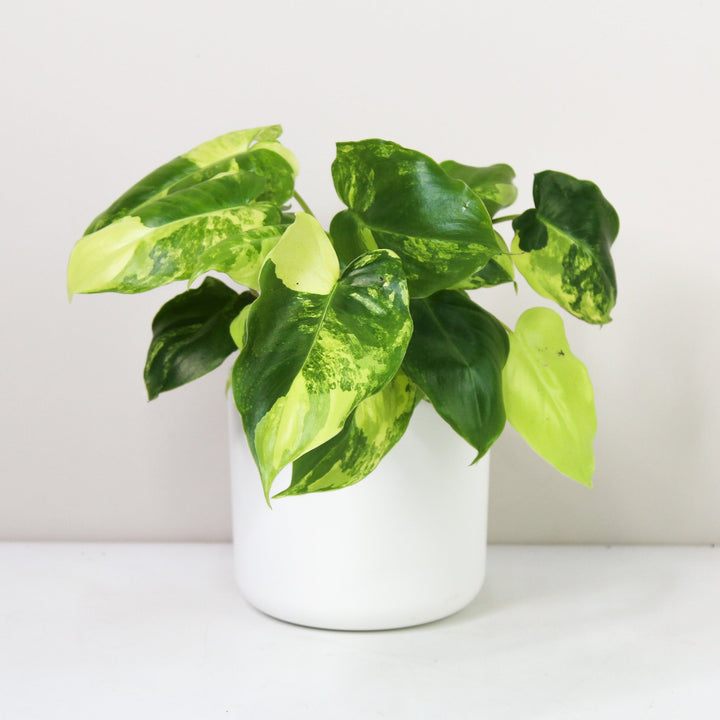 Philodendron Burle Marx Variegata Foliage Dreams