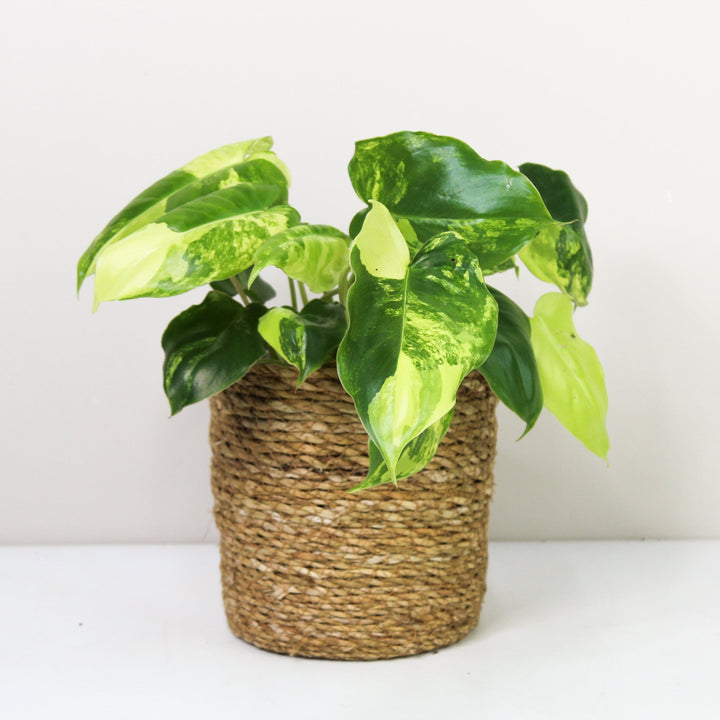 Philodendron Burle Marx Variegata Foliage Dreams