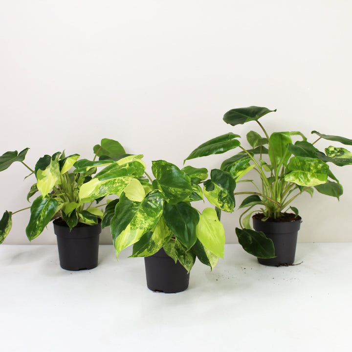 Philodendron Burle Marx Variegata Foliage Dreams