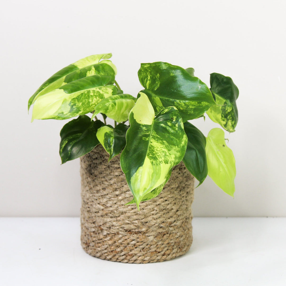 Philodendron Burle Marx Variegata Foliage Dreams