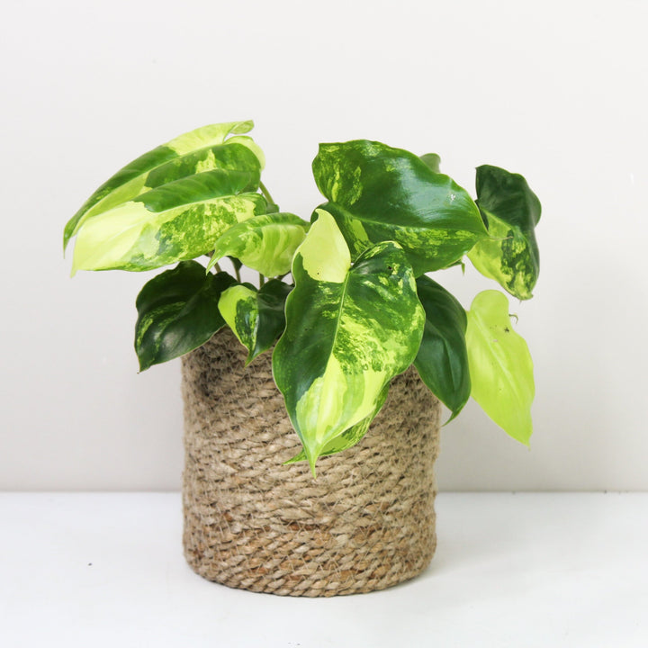 Philodendron Burle Marx Variegata Foliage Dreams