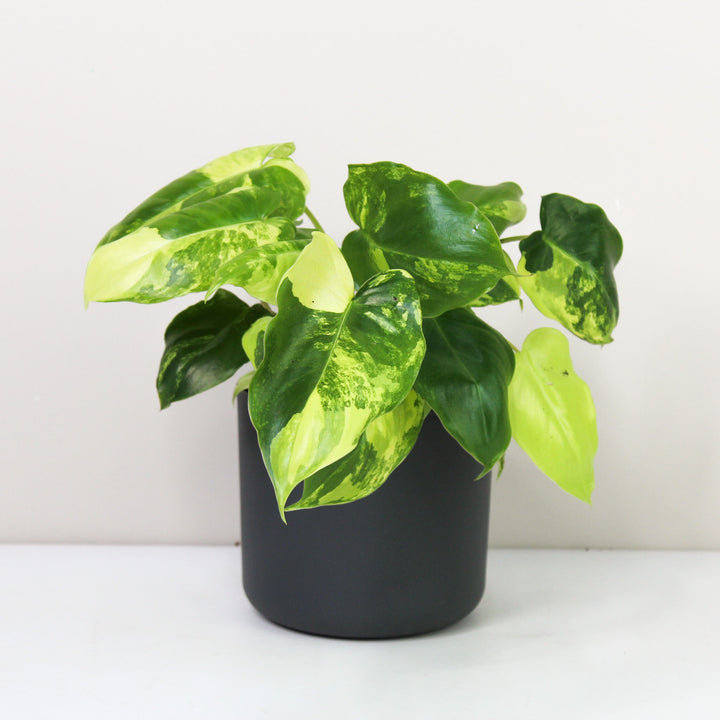 Philodendron Burle Marx Variegata M Foliage Dreams