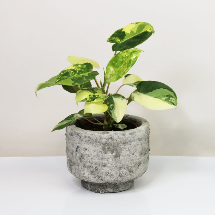 Philodendron Burle Marx Variegata S Foliage Dreams