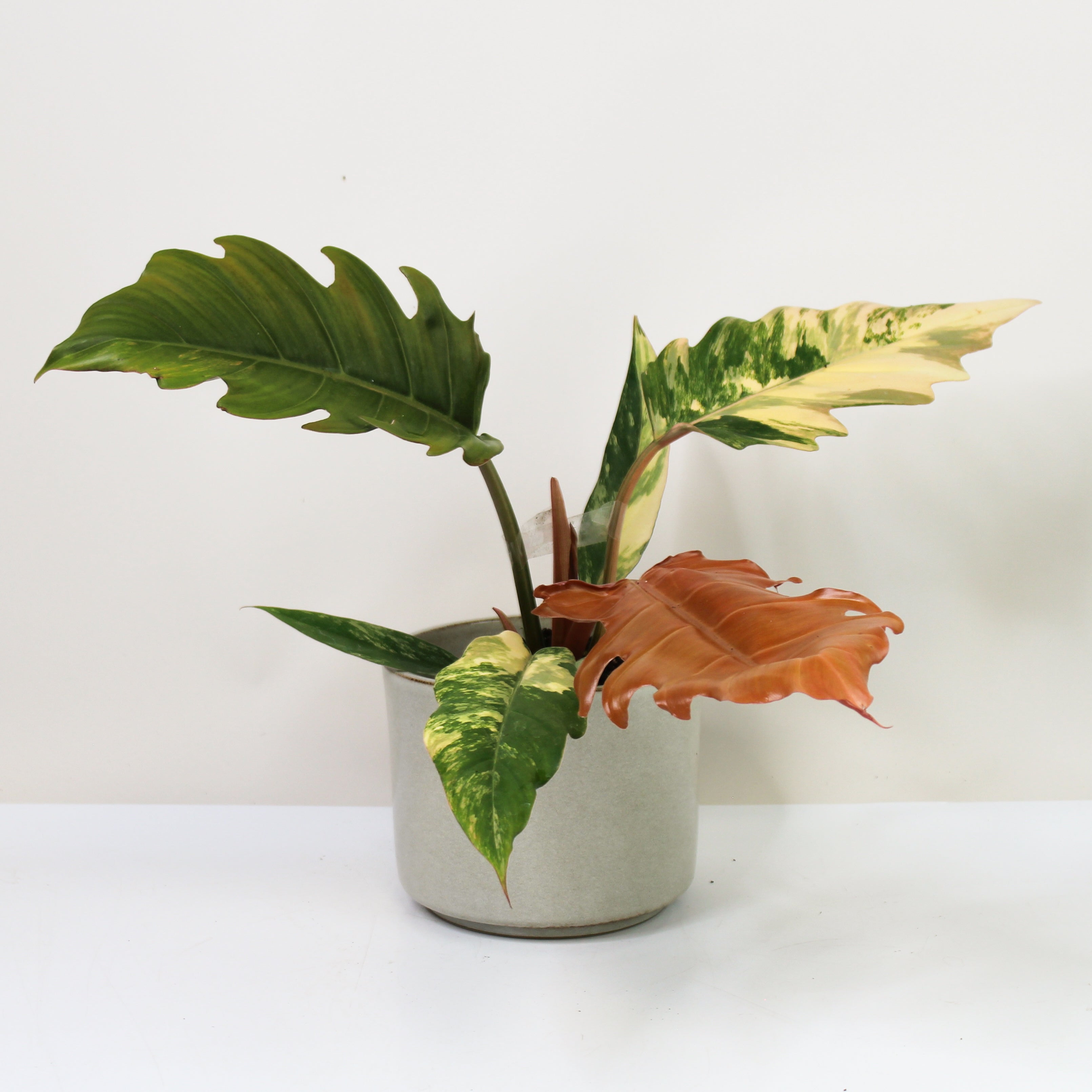 Philodendron Caramel Marble Variegata  Foliage Dreams