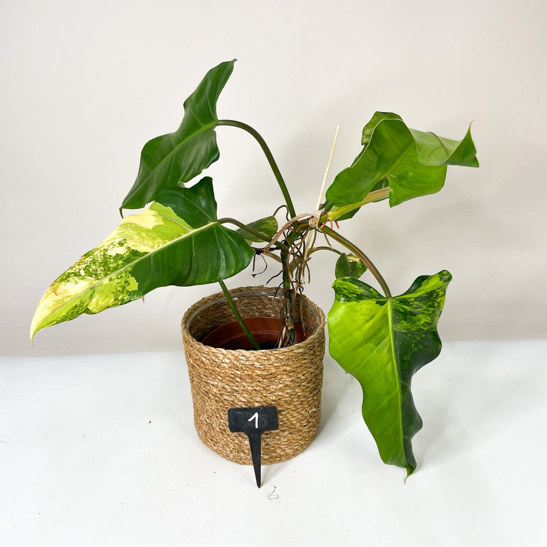 Philodendron Domesticum Variegata 1 Foliage Dreams