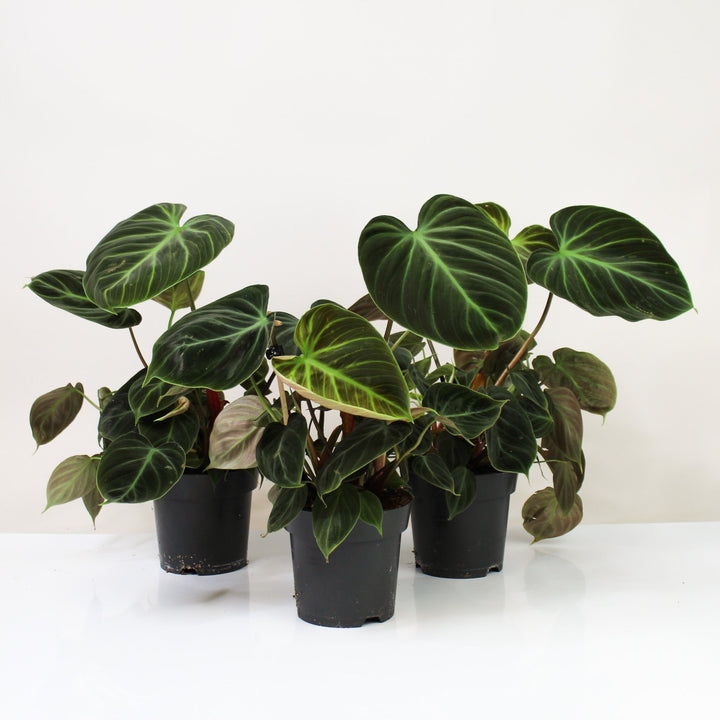 Philodendron El Choco Red Foliage Dreams