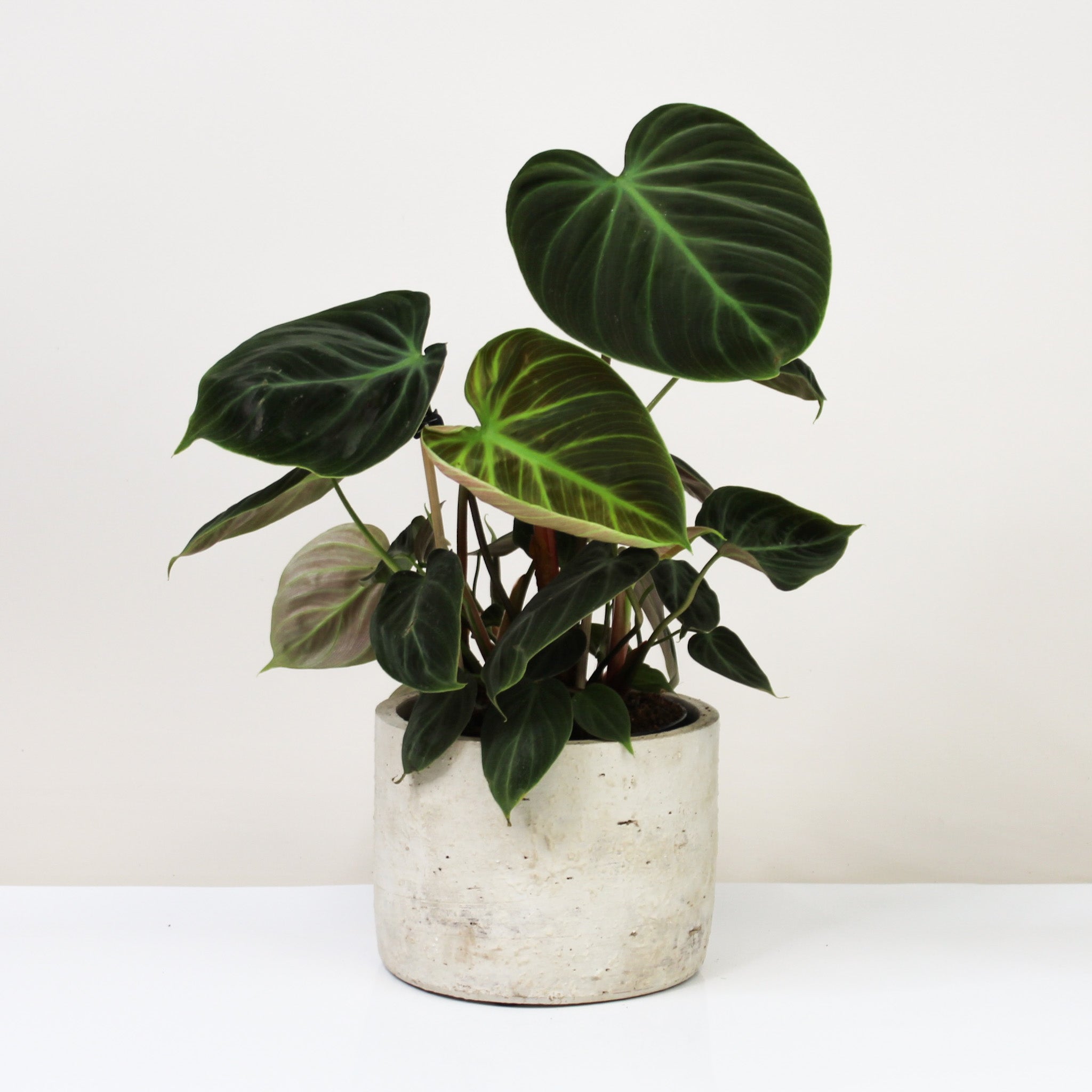 Philodendron El Choco Red