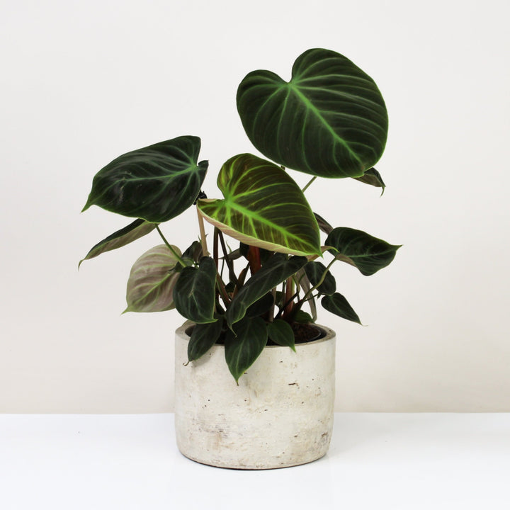 Philodendron El Choco Red L Foliage Dreams